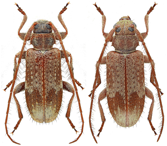 Exocentrus adspersus